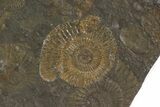 Dactylioceras Ammonite Cluster - Posidonia Shale, Germany #79303-2